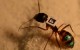 Des scientifiques utilisent des codes barres pour suivre des fourmis à la trace