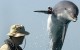 Des dauphins chercheurs de mines retrouvent une torpille de 1870 !