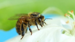 capteurs sur abeilles danger ecologie