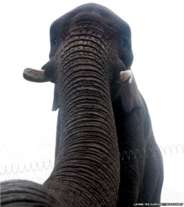 wpid-selfie-elephant.jpg.jpeg