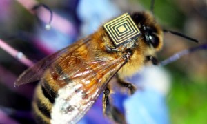 abeilles avec des capteurs electroniques