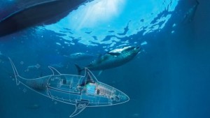 drone sous-marin espion thon